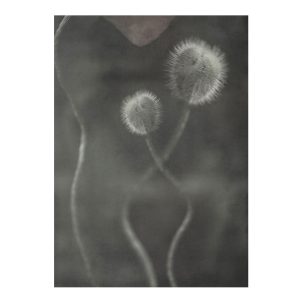 A Poppy Bud – ”The Power of a flower”