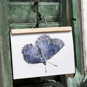 Art Print Blåvinge – 30×21